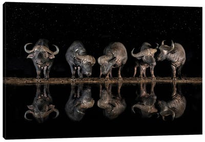 Buffaloes In The Waterhole At Night Canvas Art Print
