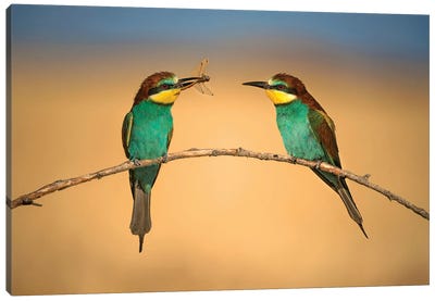 Bee-Eater Canvas Art Print