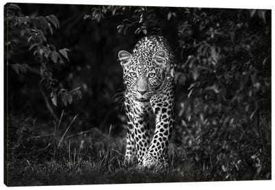 Leopard, Eye To Eye Canvas Art Print