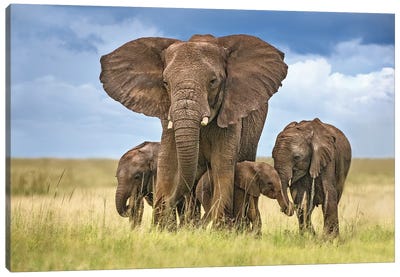 Elephant Mom Protecting Her Calves Canvas Art Print - 1x Collection