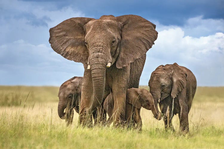 Elephant Mom Protecting Her Calves