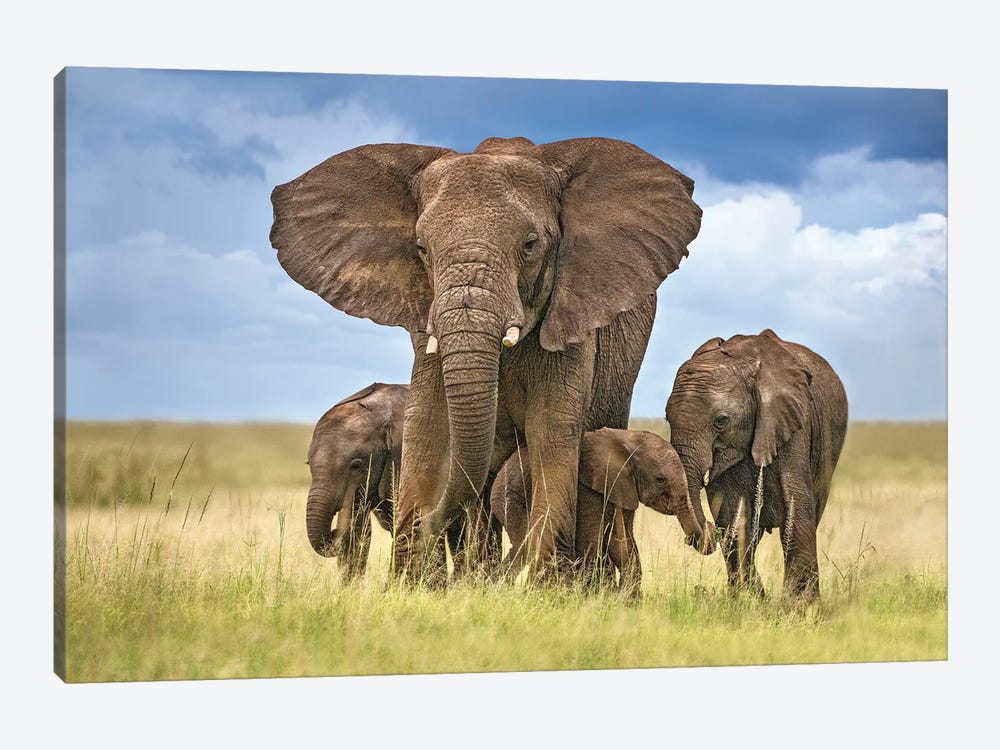 Elephant Mom Protecting Her Calves by Xavier Ortega 1-piece Canvas Art Print