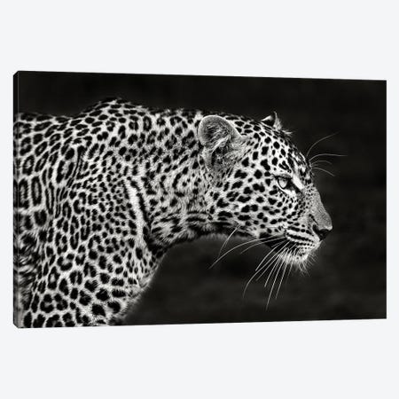 Leopard Close Up Canvas Print #XOR39} by Xavier Ortega Canvas Print