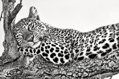 Time To Rest by Xavier Ortega canvas print