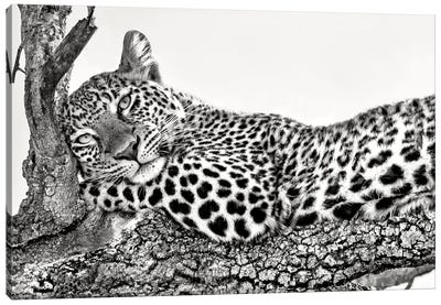 Time To Rest Canvas Art Print - Leopard Art