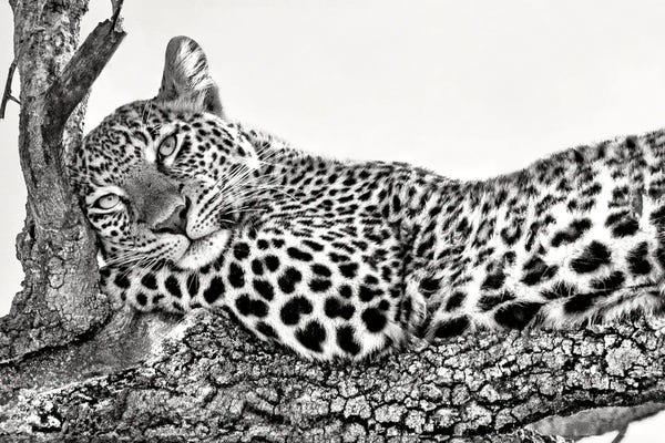 Xavier Ortega: Time To Rest by Xavier Ortega