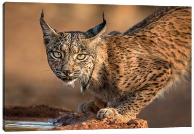 Wild Iberian Lynx Canvas Art Print - Lynx