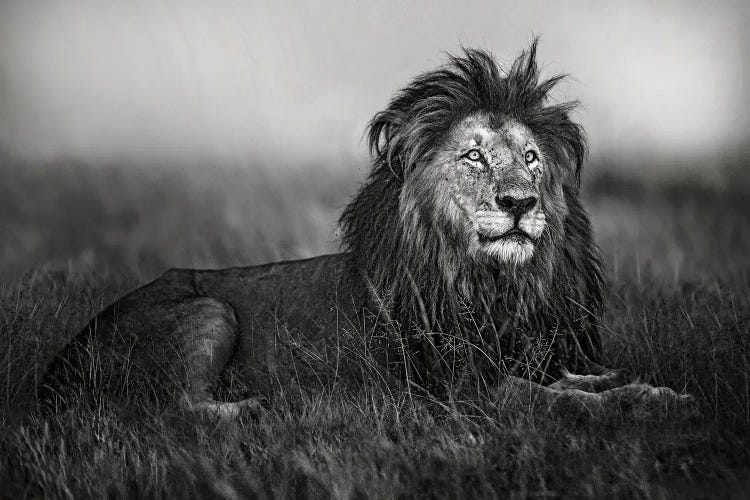 A Legend Of Masai Mara