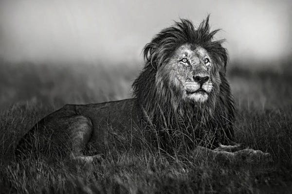 Xavier Ortega: A Legend Of Masai Mara by Xavier Ortega
