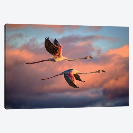 Flamingos At Sunset Canvas Print #XOR45} by Xavier Ortega Art Print