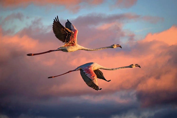 Flamingos At Sunset