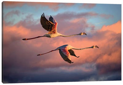 Flamingos At Sunset Canvas Art Print