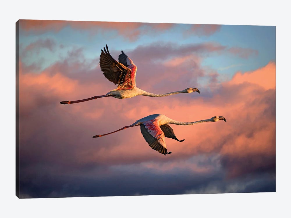 Flamingos At Sunset by Xavier Ortega 1-piece Art Print