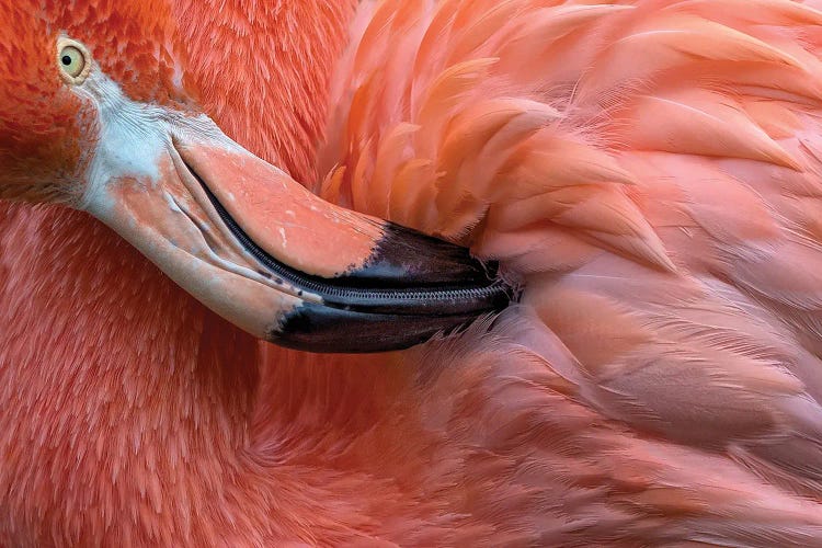 Flamingo Close Up