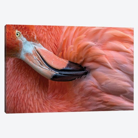 Flamingo Close Up Canvas Print #XOR46} by Xavier Ortega Canvas Art Print