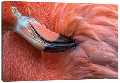 Flamingo Close Up Canvas Art Print - 1x Collection