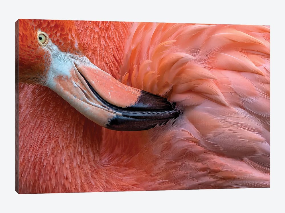 Flamingo Close Up by Xavier Ortega 1-piece Canvas Wall Art