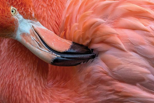 Xavier Ortega: Flamingo Close Up by Xavier Ortega
