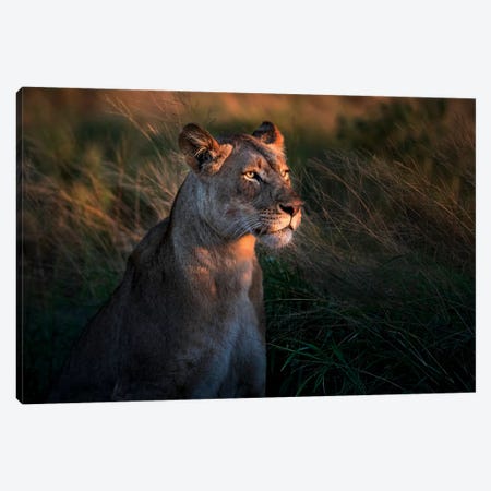 Lioness At First Day Light Canvas Print #XOR9} by Xavier Ortega Canvas Art Print