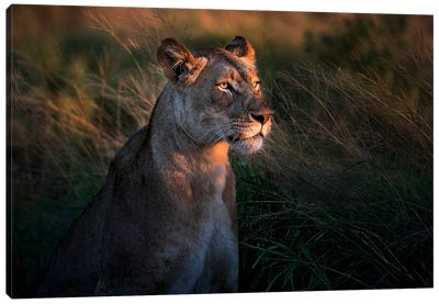 Lioness At First Day Light Canvas Art Print