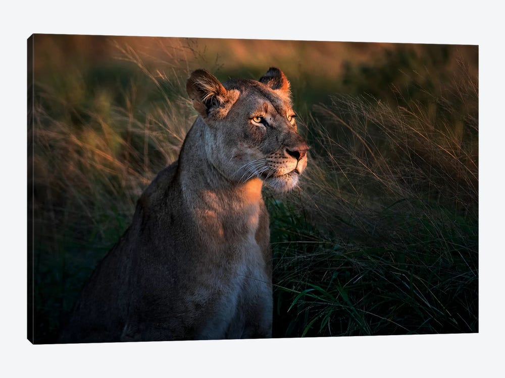 Lioness At First Day Light 1-piece Canvas Print