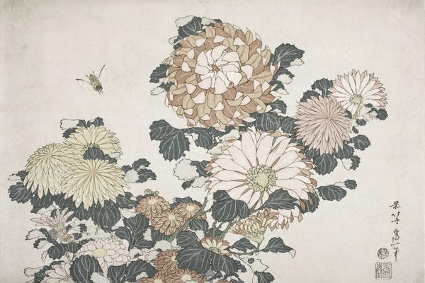 Bee And Chrysanthemums