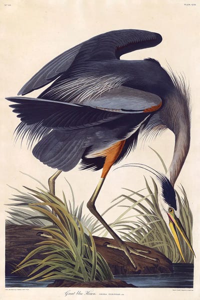 Great Blue Heron by John James Audubon canvas print