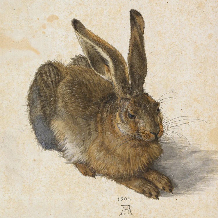 Albrecht Dürer: Hare, 1502 by Albrecht Dürer