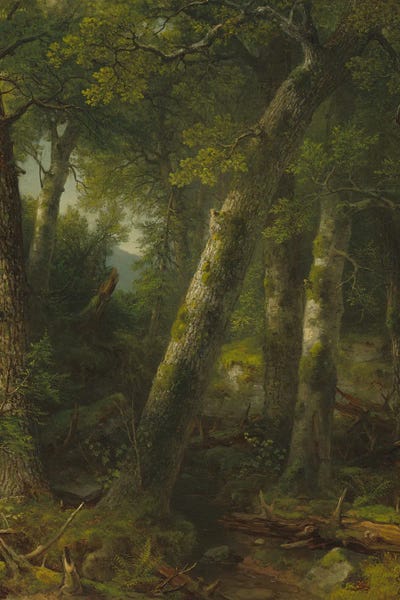 Forest In The Morning Light