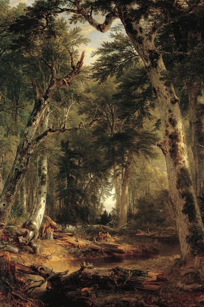 In The Woods