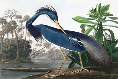 Louisiana Heron by John James Audubon framed wall art