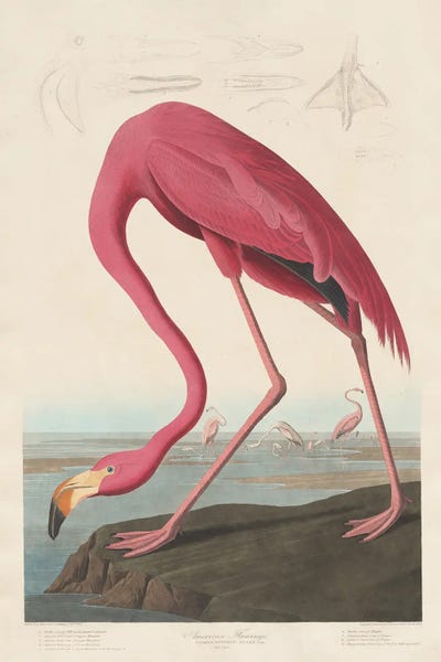 American Flamingo