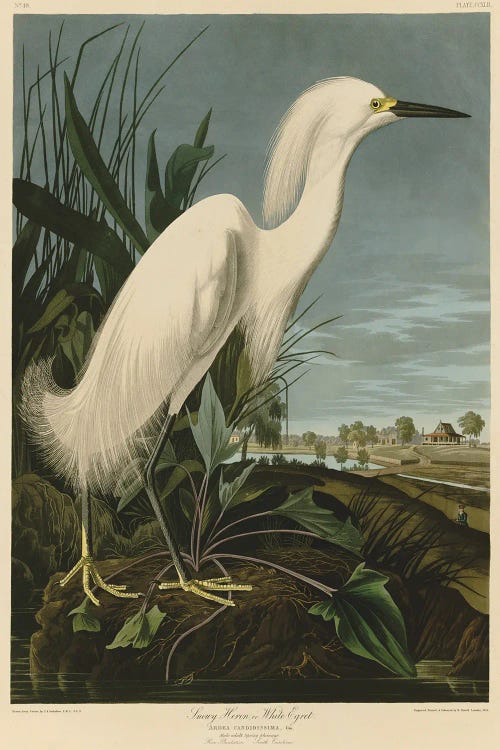 Snowy Heron Or White Egret