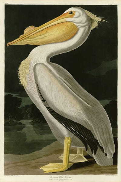American White Pelican by John James Audubon canvas print