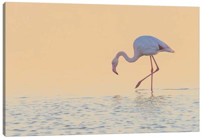 European Flamingo Wading At Sunset, Walvis Bay, Namibia Canvas Art Print
