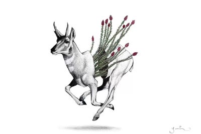 Pronghorn by Yanin Ruibal framed wall art