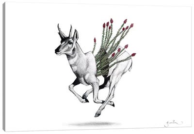 Pronghorn Canvas Art Print - Hyper-Realistic & Detailed Drawings