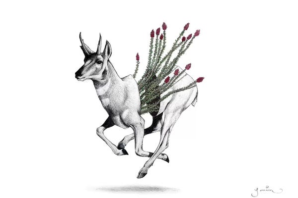 Yanin Ruibal: Pronghorn by Yanin Ruibal