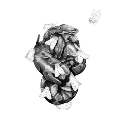 Ball Python by Yanin Ruibal canvas print