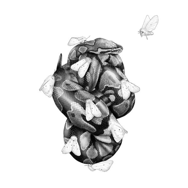 Yanin Ruibal: Ball Python by Yanin Ruibal