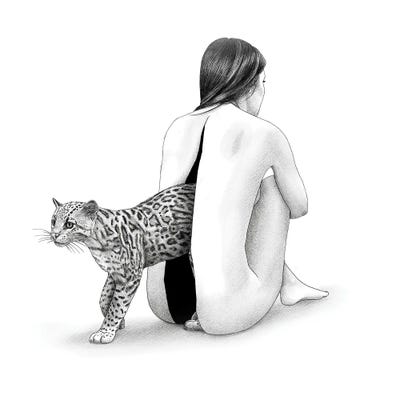 Ocelot White Background by Yanin Ruibal framed canvas print