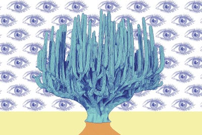 Giant Cactus by Yanin Ruibal canvas print