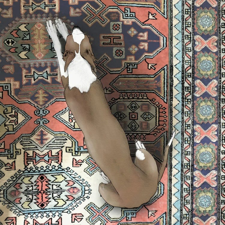 Whippet On A Carpet