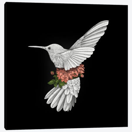 Hummingbird Black Background Canvas Print #YAR39} by Yanin Ruibal Canvas Artwork