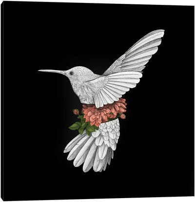 Hummingbird Black Background Canvas Art Print - Yanin Ruibal