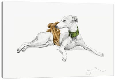 Aurelio I Canvas Art Print - Italian Greyhounds