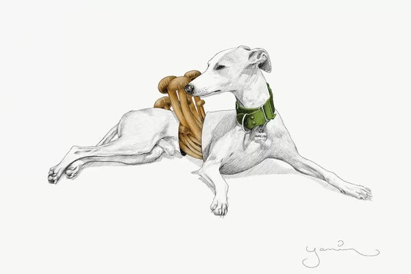 Yanin Ruibal: Aurelio I by Yanin Ruibal