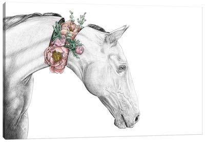 Horse Canvas Art Print - Yanin Ruibal