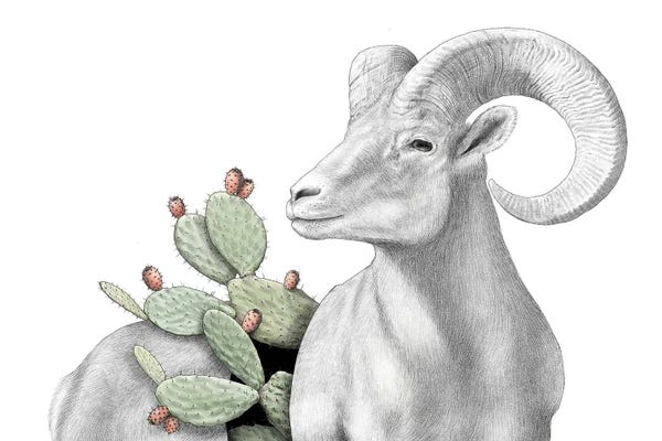 Yanin Ruibal: Bighorn I by Yanin Ruibal