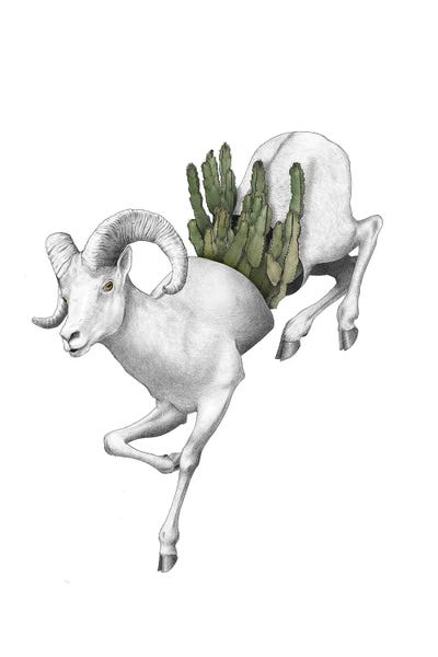 Yanin Ruibal: Bighorn II by Yanin Ruibal